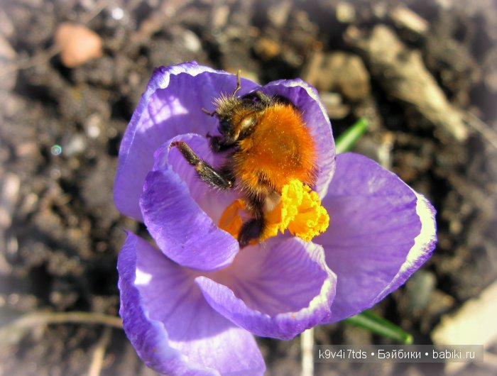 Весна в лесу. LittleFee Bonnie от Fairyland | Бэйбики Весна в лесу. LittleFee Bonnie от Fairyland