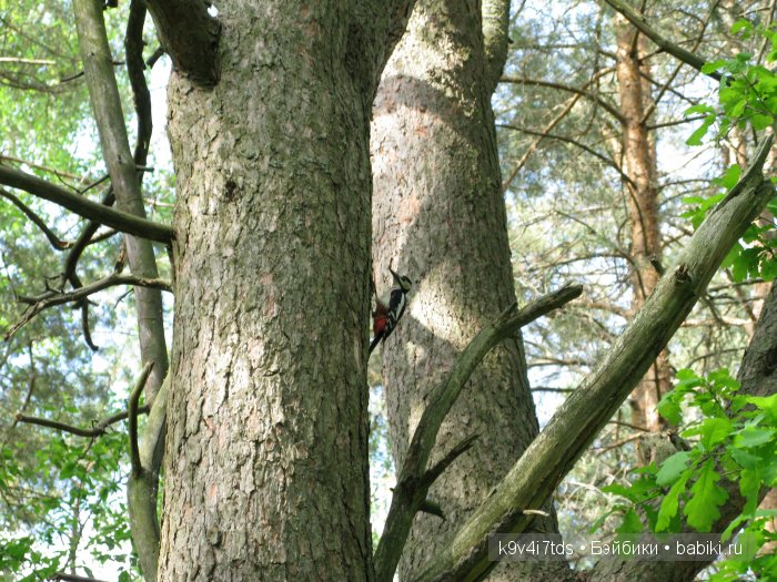 Весна в лесу. LittleFee Bonnie от Fairyland | Бэйбики Весна в лесу. LittleFee Bonnie от Fairyland