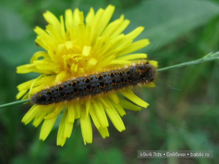 Весна в лесу. LittleFee Bonnie от Fairyland | Бэйбики Весна в лесу. LittleFee Bonnie от Fairyland