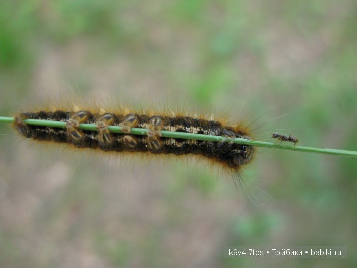 Весна в лесу. LittleFee Bonnie от Fairyland | Бэйбики Весна в лесу. LittleFee Bonnie от Fairyland