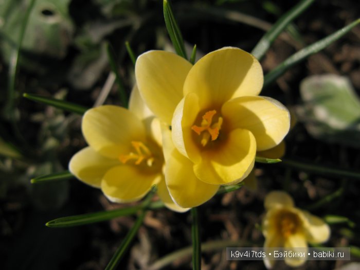 Весна в лесу. LittleFee Bonnie от Fairyland | Бэйбики Весна в лесу. LittleFee Bonnie от Fairyland