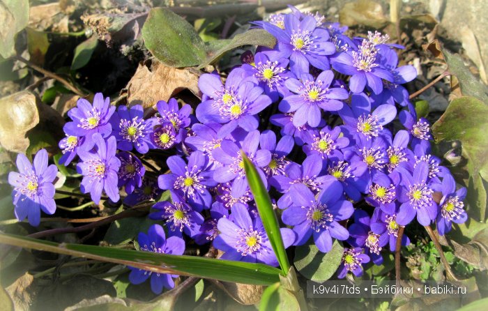 Весна в лесу. LittleFee Bonnie от Fairyland | Бэйбики Весна в лесу. LittleFee Bonnie от Fairyland