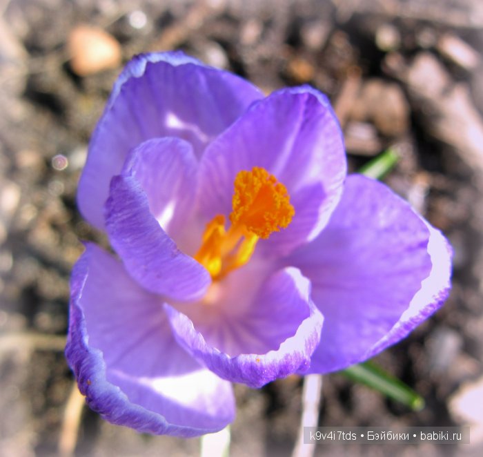 Весна в лесу. LittleFee Bonnie от Fairyland | Бэйбики Весна в лесу. LittleFee Bonnie от Fairyland