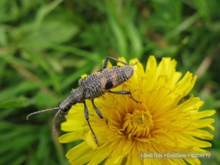 Весна в лесу. LittleFee Bonnie от Fairyland | Бэйбики Весна в лесу. LittleFee Bonnie от Fairyland