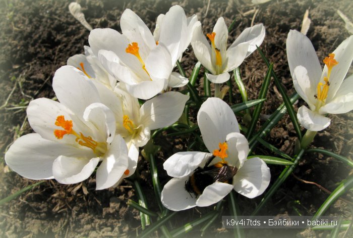 Весна в лесу. LittleFee Bonnie от Fairyland | Бэйбики Весна в лесу. LittleFee Bonnie от Fairyland