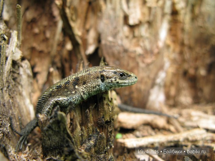 Весна в лесу. LittleFee Bonnie от Fairyland | Бэйбики Весна в лесу. LittleFee Bonnie от Fairyland