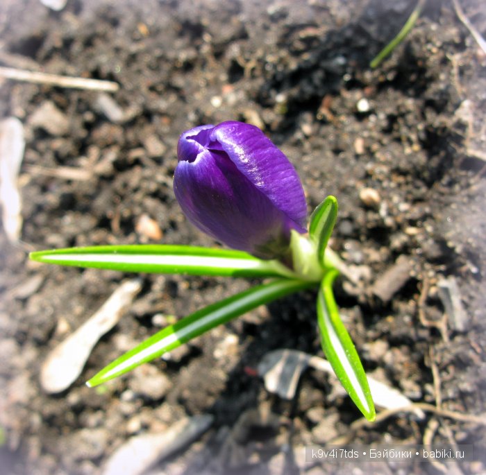 Весна в лесу. LittleFee Bonnie от Fairyland | Бэйбики Весна в лесу. LittleFee Bonnie от Fairyland