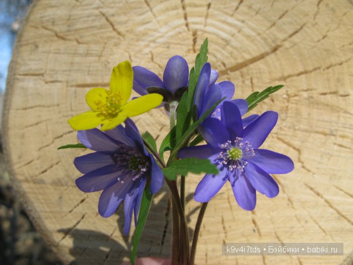 Весна в лесу. LittleFee Bonnie от Fairyland | Бэйбики Весна в лесу. LittleFee Bonnie от Fairyland