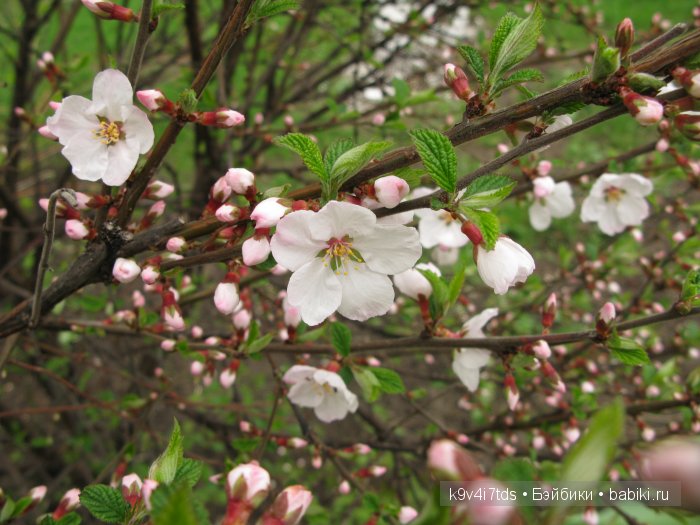 Весна в лесу. LittleFee Bonnie от Fairyland | Бэйбики Весна в лесу. LittleFee Bonnie от Fairyland