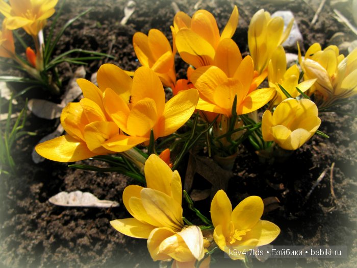 Весна в лесу. LittleFee Bonnie от Fairyland | Бэйбики Весна в лесу. LittleFee Bonnie от Fairyland