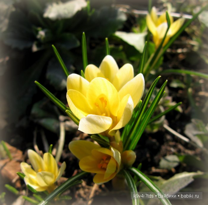 Весна в лесу. LittleFee Bonnie от Fairyland | Бэйбики Весна в лесу. LittleFee Bonnie от Fairyland