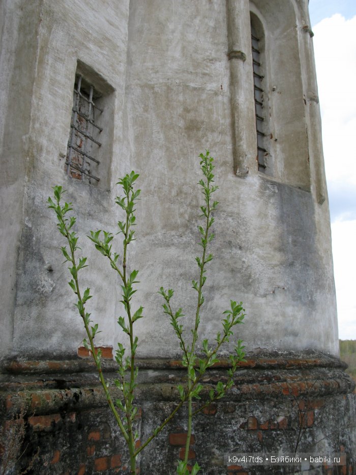 По дороге в Старицу. Иваниши, Церковь Успения Пресвятой Богородицы. Часть вторая
