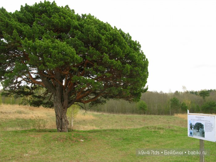 По дороге в Старицу. Иваниши, Церковь Успения Пресвятой Богородицы. Часть вторая