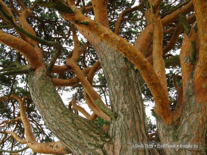 По дороге в Старицу. Иваниши, Церковь Успения Пресвятой Богородицы. Часть вторая