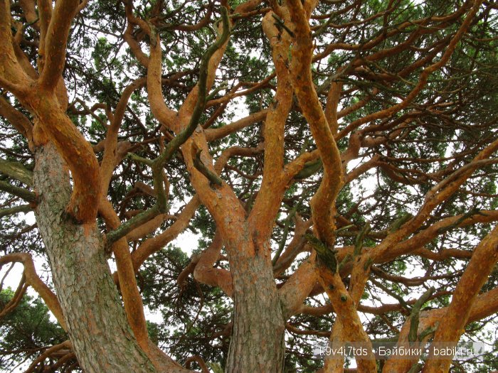 По дороге в Старицу. Иваниши, Церковь Успения Пресвятой Богородицы. Часть вторая