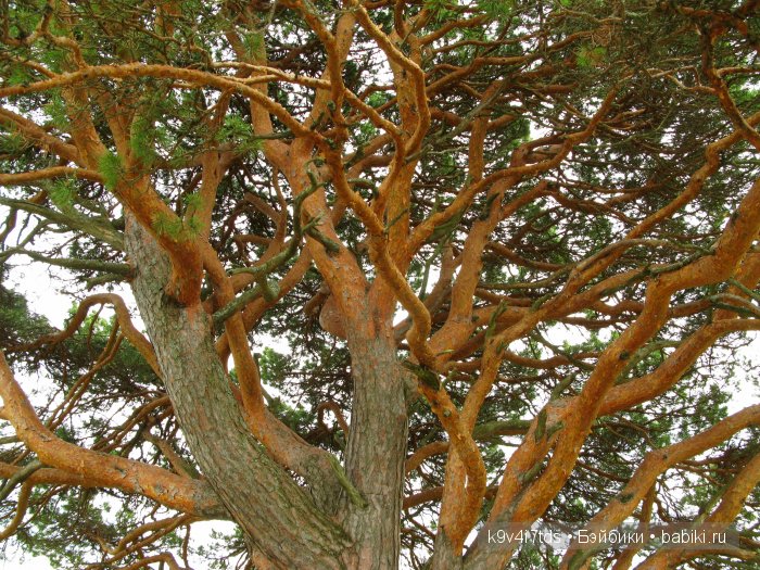 По дороге в Старицу. Иваниши, Церковь Успения Пресвятой Богородицы. Часть вторая