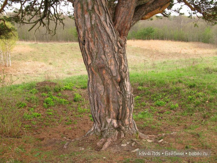 По дороге в Старицу. Иваниши, Церковь Успения Пресвятой Богородицы. Часть вторая