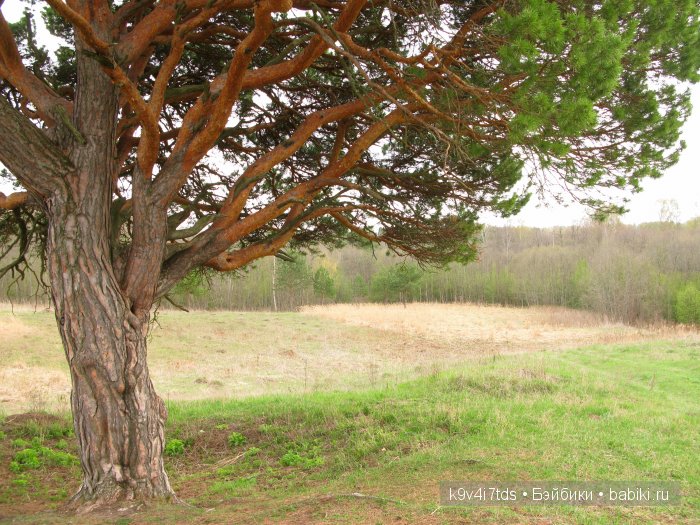 По дороге в Старицу. Иваниши, Церковь Успения Пресвятой Богородицы. Часть вторая