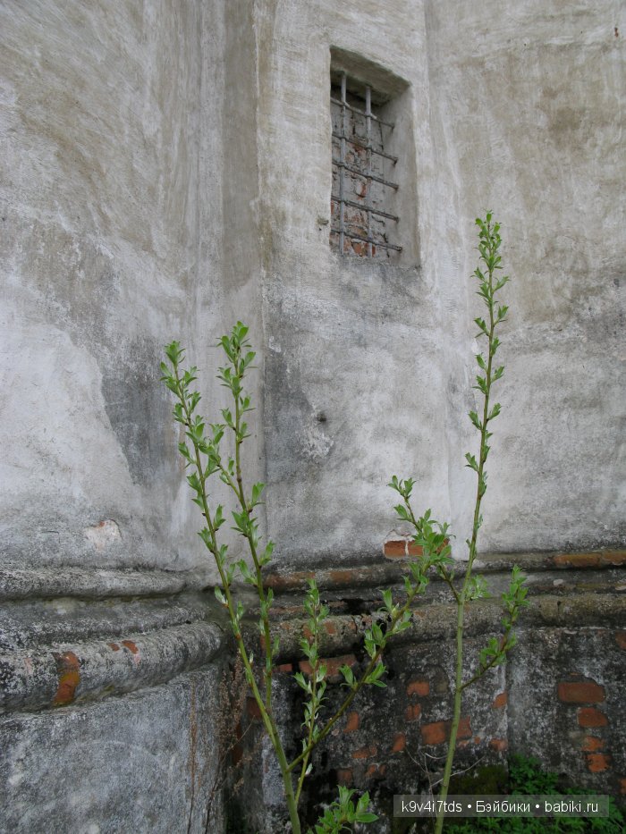 По дороге в Старицу. Иваниши, Церковь Успения Пресвятой Богородицы. Часть вторая