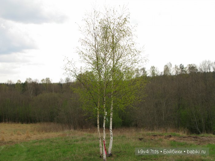 По дороге в Старицу. Иваниши, Церковь Успения Пресвятой Богородицы. Часть вторая