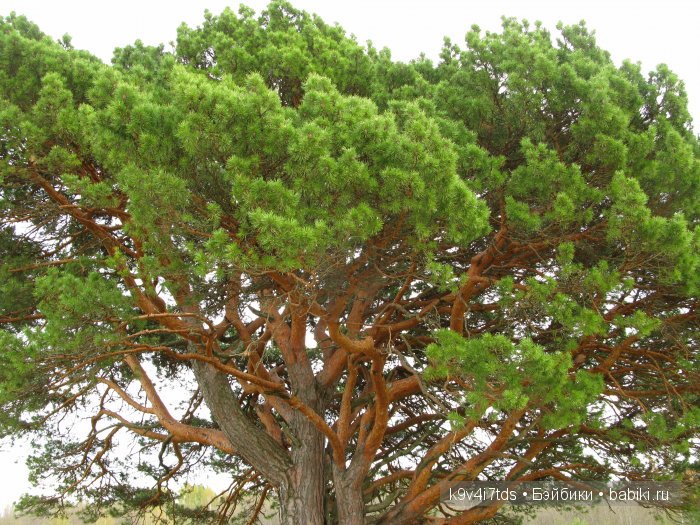 По дороге в Старицу. Иваниши, Церковь Успения Пресвятой Богородицы. Часть вторая