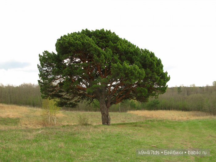 По дороге в Старицу. Иваниши, Церковь Успения Пресвятой Богородицы. Часть вторая