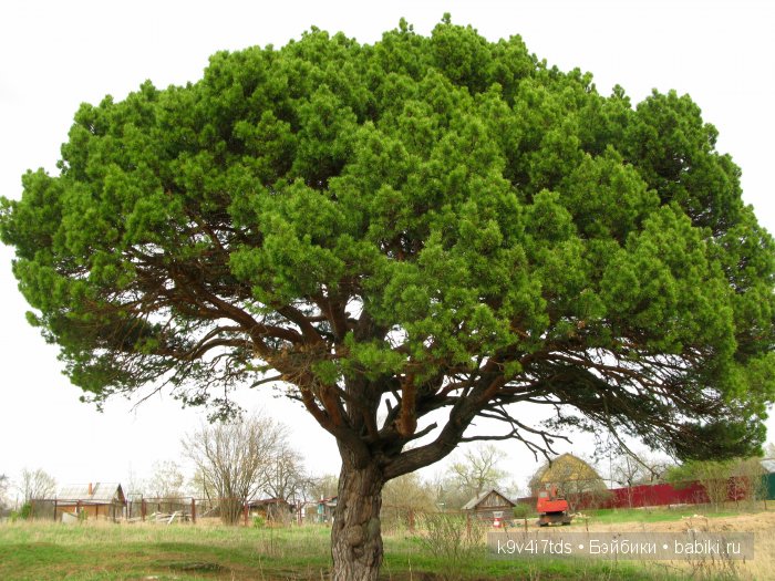 По дороге в Старицу. Иваниши, Церковь Успения Пресвятой Богородицы. Часть вторая