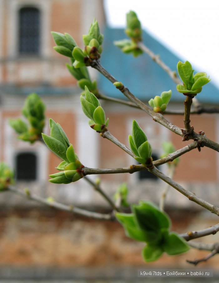 Лулу - маленькая чаровница. Антикварная кукла от Armand Marseille