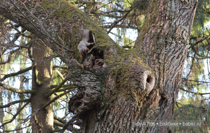 Берново. Armand Marseille