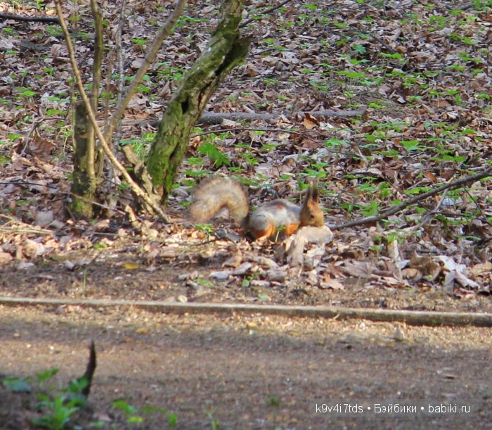 Берново. Armand Marseille