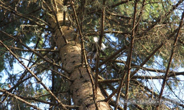 Берново. Armand Marseille