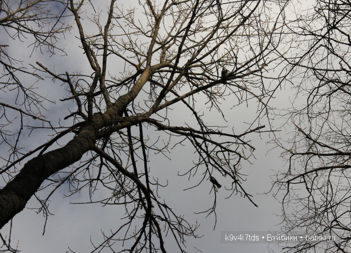 Берново. Armand Marseille