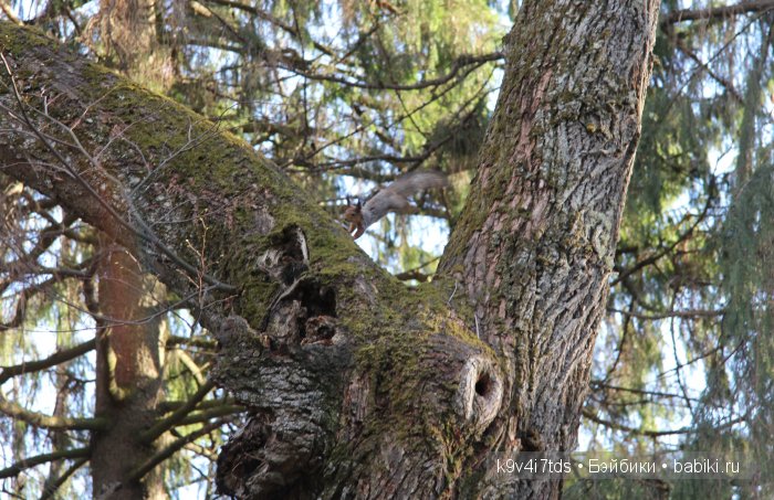 Берново. Armand Marseille