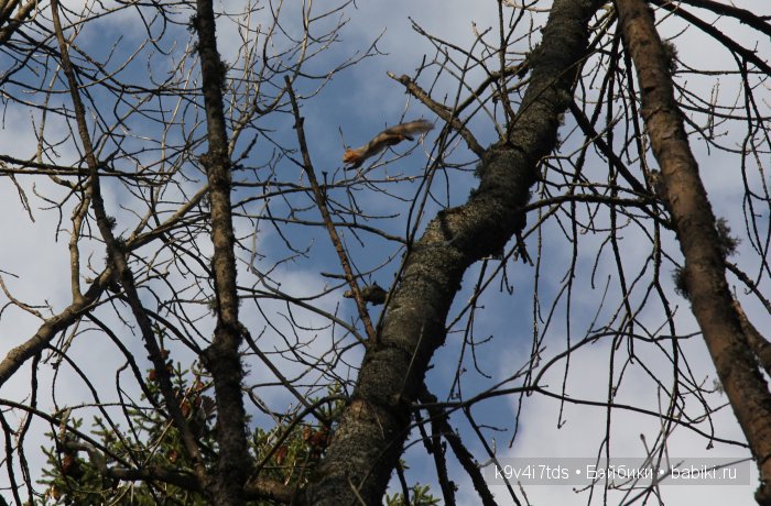 Берново. Armand Marseille