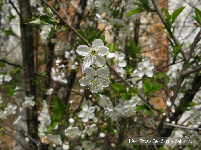 Дивная сказка или волшебный сон в Чукавино?! Реплика антикварной куклы Bébé BRU JNE от автора Branka Schärli (фото 4)