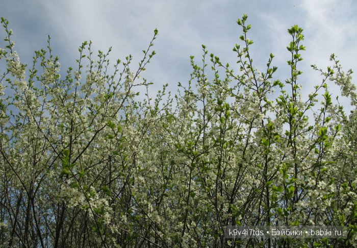 Дивная сказка или волшебный сон в Чукавино?! Реплика антикварной куклы Bébé BRU JNE от автора Branka Schärli