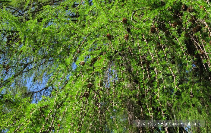 Путешествие с Натали по Тверскому Пушкинскому кольцу. Часть вторая. Из Красного в Берново
