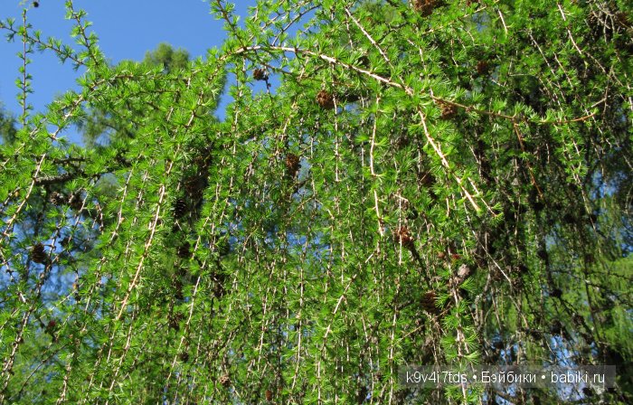 Путешествие с Натали по Тверскому Пушкинскому кольцу. Часть вторая. Из Красного в Берново