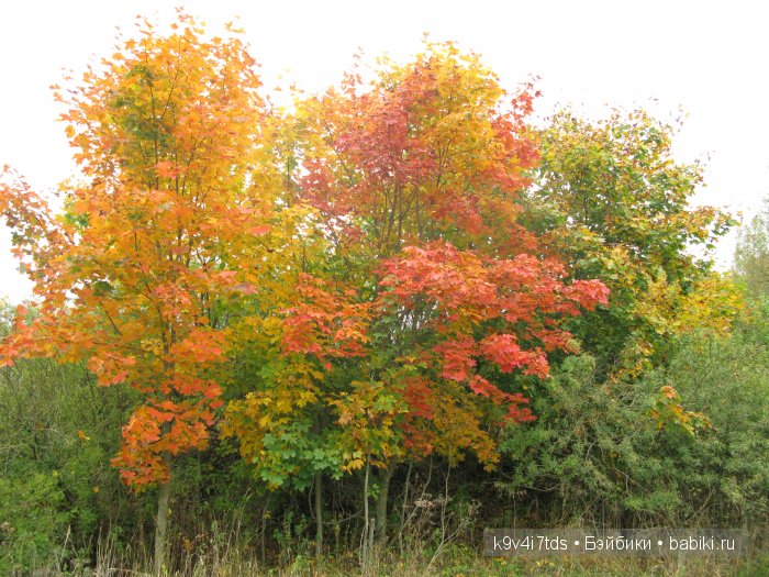 Путешествие с Натали по Тверскому Пушкинскому кольцу. Часть вторая. Из Красного в Берново