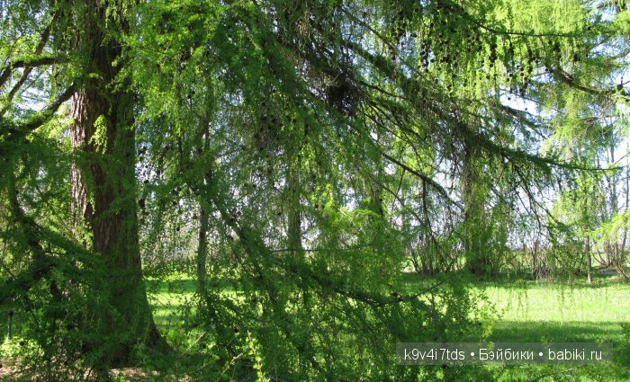 Путешествие с Натали по Тверскому Пушкинскому кольцу. Часть вторая. Из Красного в Берново