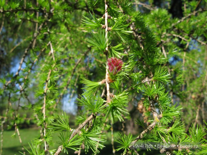 Путешествие с Натали по Тверскому Пушкинскому кольцу. Часть вторая. Из Красного в Берново