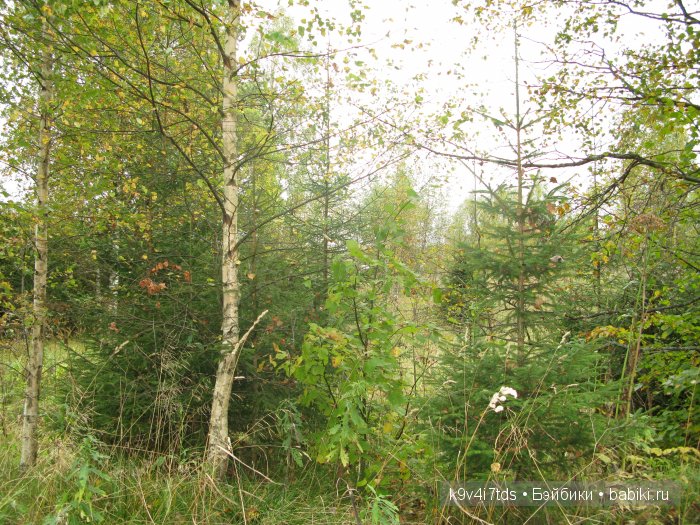 Путешествие с Натали по Тверскому Пушкинскому кольцу. Часть вторая. Из Красного в Берново