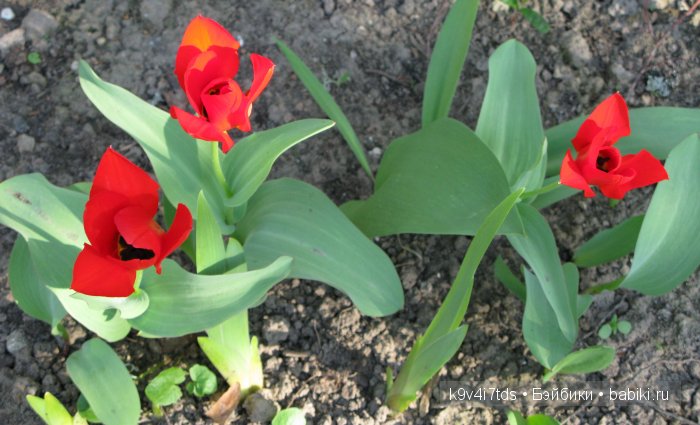 Путешествие с Натали по Тверскому Пушкинскому кольцу - кукла производства SFBJ молд 301