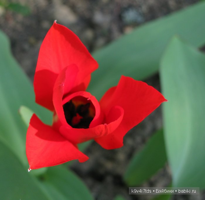 Путешествие с Натали по Тверскому Пушкинскому кольцу - кукла производства SFBJ молд 301