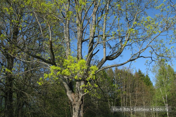 Путешествие с Натали по Тверскому Пушкинскому кольцу - кукла производства SFBJ молд 301