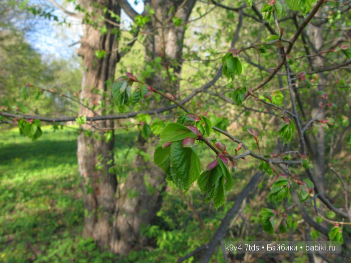 Путешествие с Натали по Тверскому Пушкинскому кольцу - кукла производства SFBJ молд 301