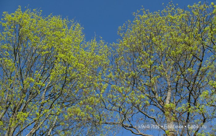 Путешествие с Натали по Тверскому Пушкинскому кольцу - кукла производства SFBJ молд 301