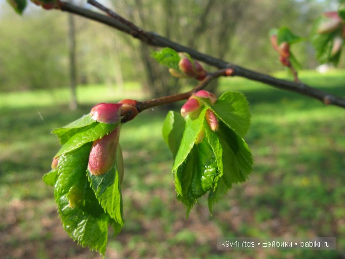 Путешествие с Натали по Тверскому Пушкинскому кольцу - кукла производства SFBJ молд 301