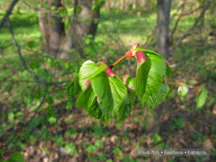 Путешествие с Натали по Тверскому Пушкинскому кольцу - кукла производства SFBJ молд 301