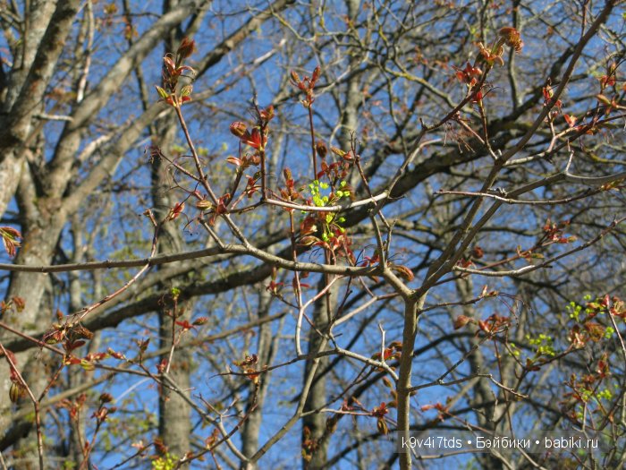Путешествие с Натали по Тверскому Пушкинскому кольцу - кукла производства SFBJ молд 301